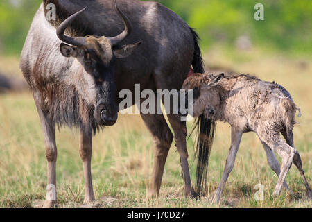 A blue wildebeest that just gave birth to her calf in Liuwa Plain National Park, in Zambia Stock Photo