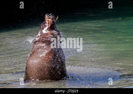 A brown fur seal (Arctocephalus pusillus), also known as the Cape fur seal and the South African fur seal in shallow water in Hout Bay harbour. Stock Photo