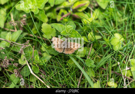 Dingy skipper (Erynnis tages) Stock Photo