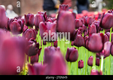 Tulip flowers at Keukenhof gardens Stock Photo