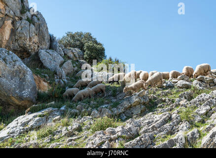 one black sheep in the herd of sheep in the mountains between the rocks of andalusia near the place zuheros Stock Photo