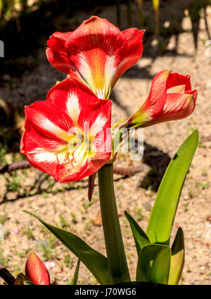 Known as amaryllis, this South American flower grows from a bulb, and has become a popular house plant, particularly at Christmas in the northern hemi Stock Photo