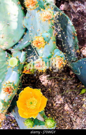 Englemann’s prickly pear cactus in bloom with bright yellow flowers. It is common across the south-central and Southwestern United States and northern Stock Photo