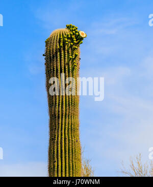 A woman is dwarfed by a saguaro cactus. The saguaro is a tree-like cactus  that can grow to be over 70 feet (21 m) tall. It is native to the Sonoran De