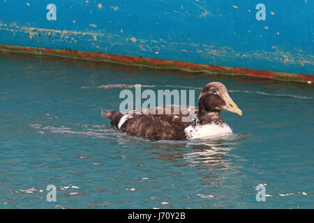 Common Eider drake Stock Photo