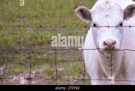 Hungry cow looking for food Stock Photo