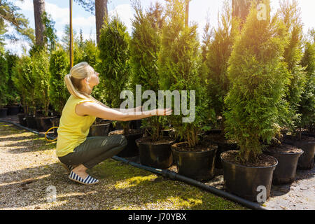 woman choosing coniferous tree at outdoor plant nursery Stock Photo