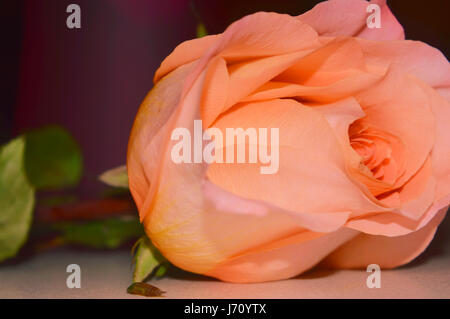 Beautiful Rose on Valentines Day Stock Photo