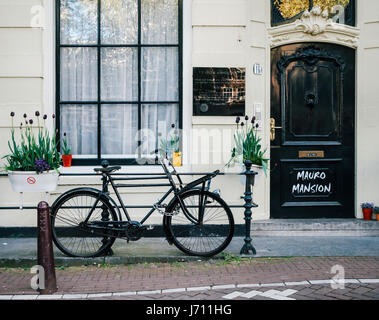 Bike near the entrance of bright house with pots with black tulips in Amsterdam, Netherlands Stock Photo