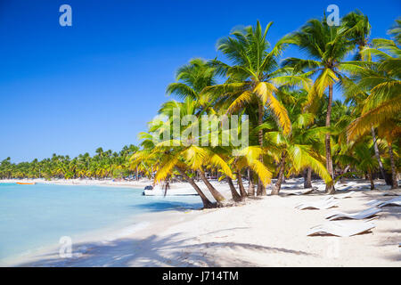 Palms trees growing on sandy beach. Caribbean Sea coast. Dominican republic landscape, Saona island, popular touristic resort Stock Photo