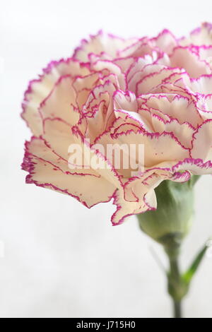 flower White Terry Carnation on white Macro shot Stock Photo