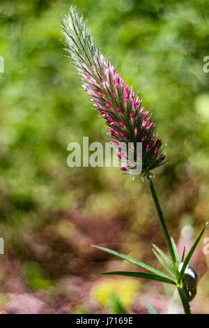 Trifolium angustifolium Stock Photo