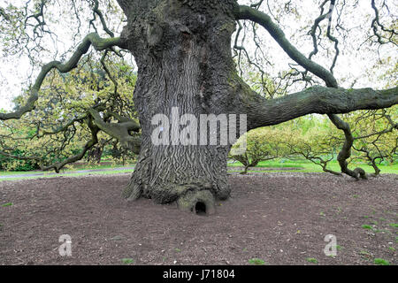 Large Lucombe oak tree Quercus x hispanica 'Lucombeana' Spanish oak Turkey oak planted in 1773 growing in spring Kew Gardens, London UK  KATHY DEWITT Stock Photo