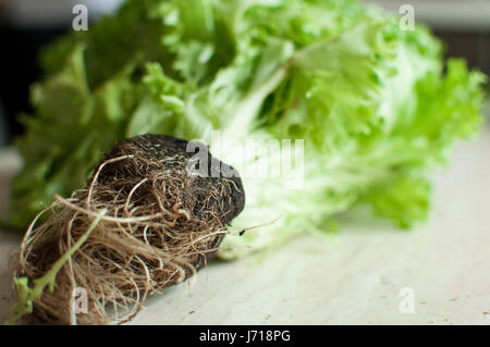 Bunch of raw organic green frisee salad with roots on wooden table. Selective focus. Stock Photo