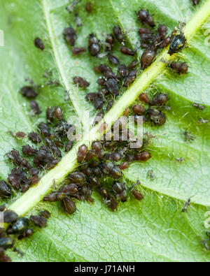 Black Bean aphids (Aphis fabae) nesting under leaf - USA Stock Photo