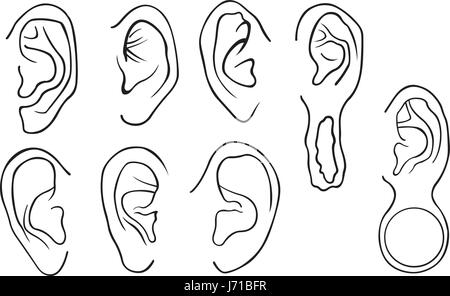 Set of different ears isolated on white Stock Vector