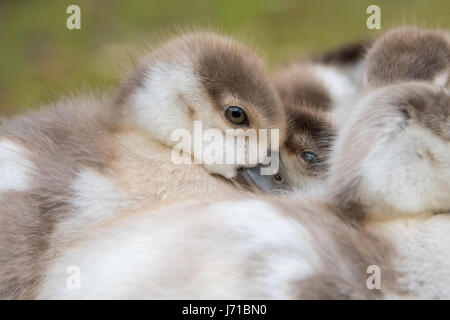 Egyptian Goose Goslings huddled together Epping Forest Stock Photo