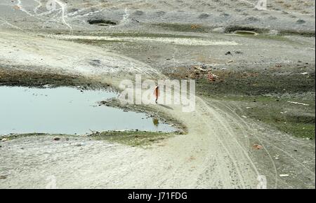 May 22, 2017 - Allahabad, Uttar Pradesh, India - Allahabad: A Sadhu walks at parshed bed of River Ganga in Allahabad on 22-05-2017. Photo by prabhat kumar verma (Credit Image: © Prabhat Kumar Verma via ZUMA Wire) Stock Photo