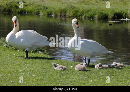 Bushy Park, London, UK. 22nd May, 2017. A family of swans in the sunshine, as the temperatures rose to a warm 25 degrees celsius in Bushy Park in South West London. Credit: Julia Gavin UK/Alamy Live News Stock Photo