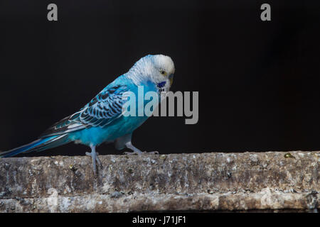 Northampton, UK. 22nd May, 2017.  Weather. A Budgerigar (Melopsittacus undulatus) in the park aviaries enjoying the sunshine and warm weather. Credit: Keith J Smith./Alamy Live News Stock Photo