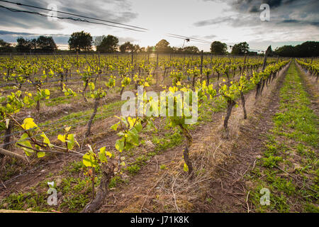 Grapevines at Halfpenny Green vineyard Staffordshire England UK Britain Stock Photo