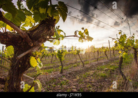 Grapevines at Halfpenny Green vineyard Staffordshire England UK Britain Stock Photo