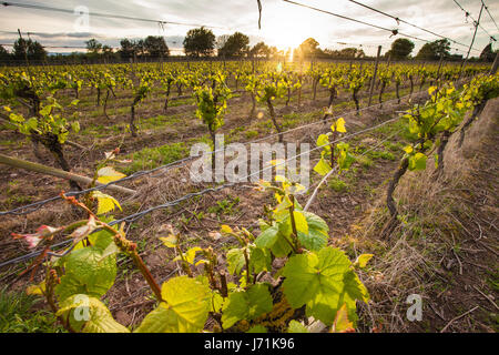 Grapevines at Halfpenny Green vineyard Staffordshire England UK Britain Stock Photo