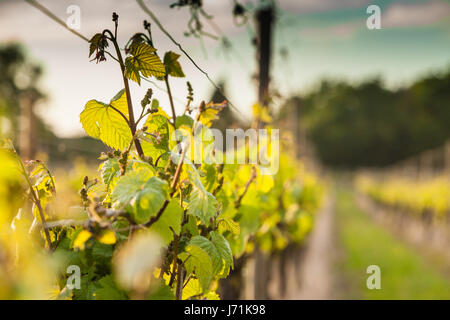 Grapevines at Halfpenny Green vineyard Staffordshire England UK Britain Stock Photo