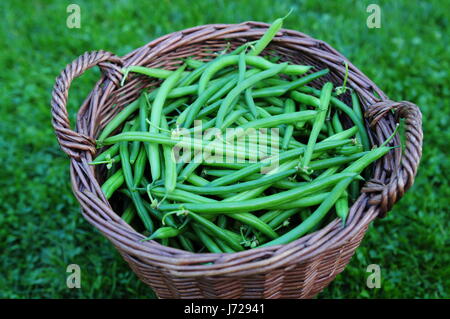 food aliment object beans vegetable topview harvest bean eco garden location Stock Photo