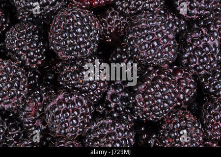 Numerous ripe, dark purple fruit of black raspberries (Rubus occidentalis) fill the frame Stock Photo