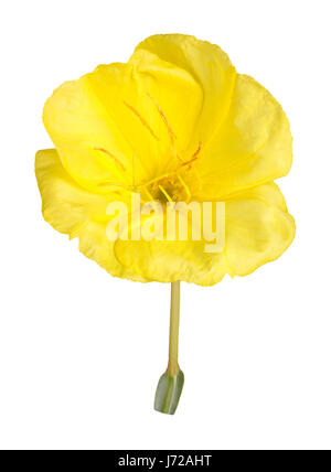 Single bright yellow flower of Missouri evening primrose (Oenothera macrocarpa) isolated against a white background Stock Photo
