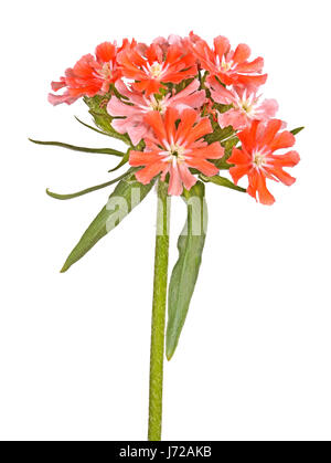 Multiple salmon-colored flowers Maltese cross or rose campion (Lychnis chalcedonica) cultivar Dusky Salmon isolated against a white background Stock Photo