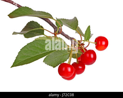 Branch with several leaves and ripe, red, fresh fruits of sour cherry (Prunus cerasus) isolated against a white background Stock Photo