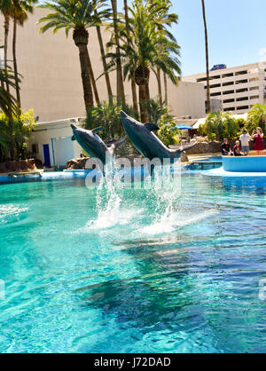 Dolphins at the Mirage, Secret Garden in Las Vegas, Nevada. Stock Photo