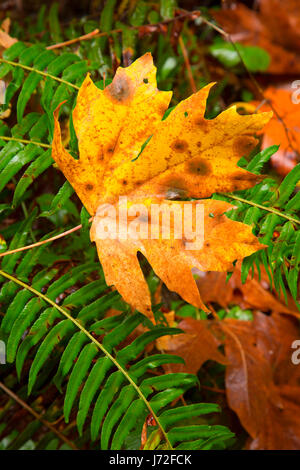 Bigleaf maple leaf on Trail of Ten Falls, Silver Falls State Park, Oregon Stock Photo