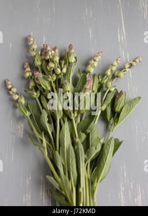 A bunch of sage. Stock Photo