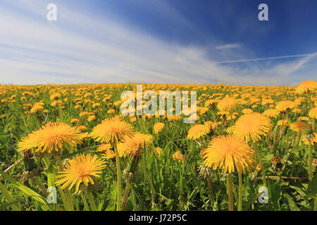 Meadow with dandelions on a summer day. Yellow flowers and blue sky. Summer sunny landscape. Stock Photo