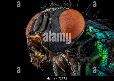 Portrait of a common green bottle fly magnified through a microscope objective Stock Photo