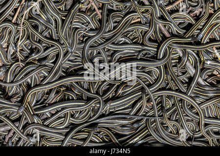 Red-sided Garter Snakes gathered in annual mating ritual in the Narcisse Snake Dens, Narcisse, Manitoba, Canada. Stock Photo