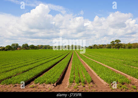 rows of young carrot plants with woodlands on the horizon under a blue cloudy sky in springtime in yorkshire Stock Photo