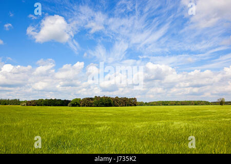 a green barley field with woodland on the horizon in the yorkshire wolds under a blue cloudy sky in springtime Stock Photo