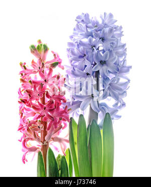 Pink, blue Hyacinthus orientalis, garden hyacinth flowers, window light Stock Photo