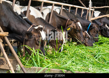 Cows on Farm. Black and white cows eating green grass in the stable under morning sunshine. Stock Photo