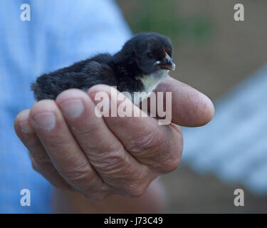 Man's hand holding small chick Stock Photo