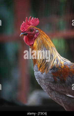 Rooster close up Stock Photo