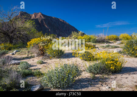 Spring desert wildflowers blooming in the Anza Borrego Desert State Park, near Borrego Springs, California, USA. Stock Photo