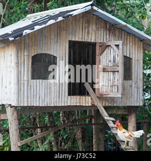 Chicken climbing ladder to chicken house in tropical rainforest Stock Photo