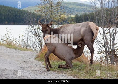Elk (Cervus canadensis) nursing her large calf  at roadside in Jasper National Park, Alberta, Canada Stock Photo