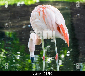 Chilean Flamingos at Calgary Zoo Stock Photo