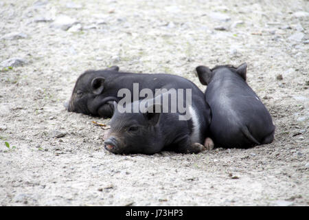 farm animal piglet domestic pig pig mini farm animal piglet bristles bristly Stock Photo